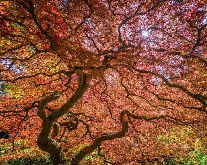 Árvore bordo japonês